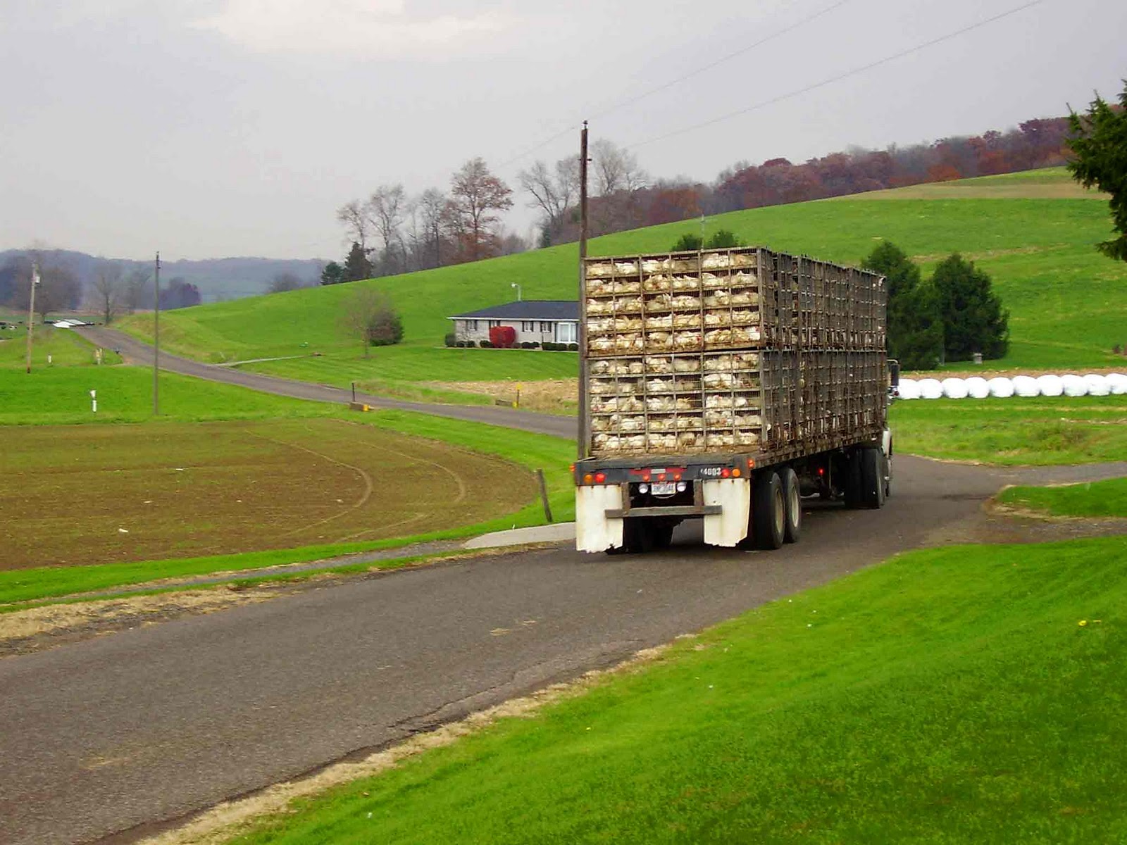 Roll of the Dice Delivery Man E Street Shuffle